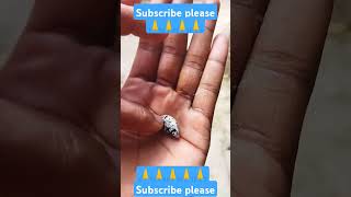 Balloon Molly fish ka date viral shortsubscribe10k [upl. by Aseuqram964]