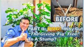 PART II  OMG Why Cut quotThe Giving Fig Treequot To A Stump  60Days Post Pruning Update [upl. by Coppins545]