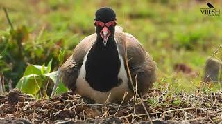 Redwattled Lapwing ചെങ്കണ്ണി തിത്തിരി [upl. by Sucrad]