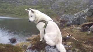 Varga my Swedish White Elkhound [upl. by Latouche]