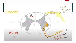 Physiology Foundation module  Autonomic nervous system Part 1 [upl. by Dirgni118]