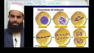 Mitosis class 9 biology  chapter No 5  cell cycle  cell division by Hadi biology 24 [upl. by Atig]