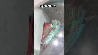 Changing water aquarium betta bettafish aquariumpets [upl. by Zaneta565]