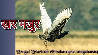 खर मजुर Bengal Florican Houbaropsis bengalensis [upl. by Mathilda]