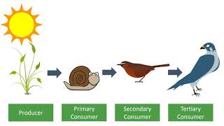 Levels of Organisation [upl. by Denby]