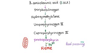 Heme Synthesis Pathway — Biochemistry and Hematology [upl. by Dallon]