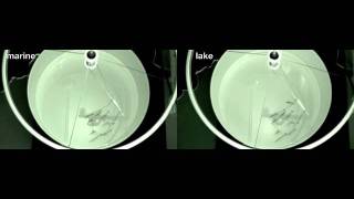 Marine and benthic lake sticklebacks display behavioral differences in the model school assay [upl. by Adnohsar]