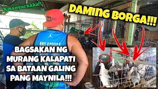 BAGSAKAN NG MURANG KALAPATI SA BATAAN ABAY MGA BORGA KARAMIHAN  XMAHINA LANG SAKALAM [upl. by Steinman]