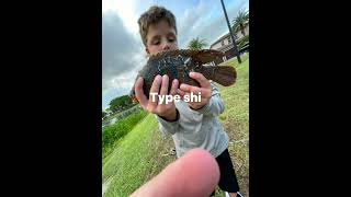 Type fishing funny bass bluegill otherfish type [upl. by Cleopatra]