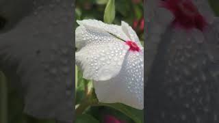 Flower status song  Flower Hindi Song StatusFullscreen Status whatsappstatus trending youtube [upl. by Annaoy797]