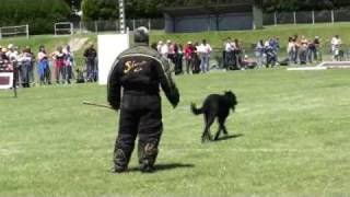 Beauceron Nationale d Elevage 2009 Ring 3 7 partie [upl. by Notla]