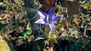 リンドウGentiana scabra 35241019ガイコツ山／栗原林 [upl. by Yuille10]