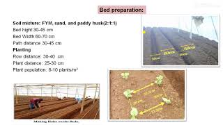 Package of practices for growing Gerbera by Prof A C Jadhav [upl. by Chirlin412]