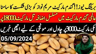 Today Wheat price in punjabگندم کا ریٹ 2024munji makki till sarsoGalla mandi rate today [upl. by Oeflein856]