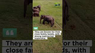 Asian Elephant Herd 🐘 elephant elephantfamily elephannature [upl. by Novyert]