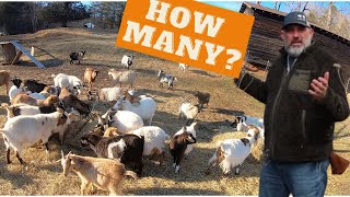 How many goats or sheep can I run per acre A commonly ask question with new livestock producers [upl. by Patricia]