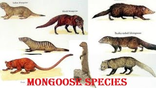 Mongoose Species  All Mongoose Species Of The World [upl. by Anilegna942]