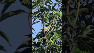 Yellowfooted green pigeon Treron phoenicoptera greenpigeon birds birdspecies 4k [upl. by Demy]