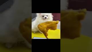 Cute dog moments part 47 funny bengalihumor funnydog [upl. by Yorgen]