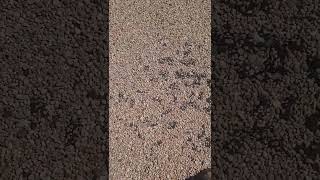 Are Black Bubbles on Tar and Gravel roofs hail damage NO [upl. by Oyr547]