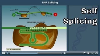 RNA Splicing Animation  self splicing [upl. by Atik]