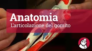 Anatomia Larticolazione del gomito [upl. by Hurd]