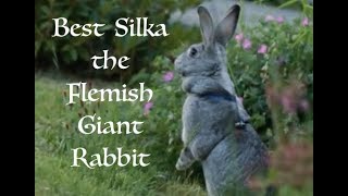 Best of Flemish Giant Rabbit [upl. by Inhsor]