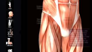 Muscle and Bone Anatomy 3d app [upl. by Yole379]