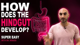 Embryology of the GIT III  Hindgut Easy to Understand [upl. by Allisan125]