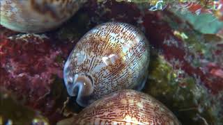 A trio of Cypraea arabica asiatica f gibba [upl. by Navets429]