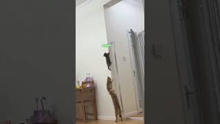 OOH ADA YANG NGAJARIN funnyshorts catlovers [upl. by Meensat]