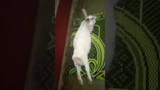 Alta makhi song music rabbit sleeping masti [upl. by Anaili]