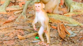 Baby Lexi stand up to run to her mama Louy to play very happy Adorable baby monkey [upl. by Naic]