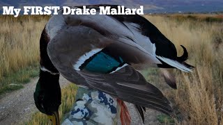 I got My First Drake Mallard [upl. by Ame]