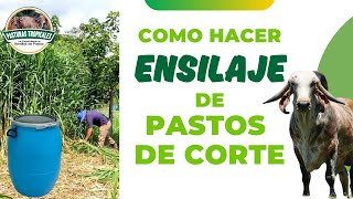 Como hacer ENSILAJE de PASTOS DE CORTE ganaderiacolombiana ganaderoscolombia [upl. by Saul]