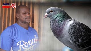 Entretien avec Siré Sall éleveur de pigeons voyageurs à Malika Dakar Animaux [upl. by Bernj]