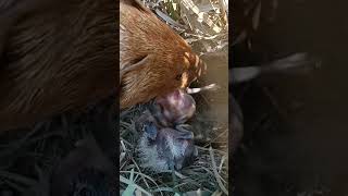 Survival Chronicles Skylark Chicks Fight Off Ferocious Mongoose Invasion [upl. by Blalock93]