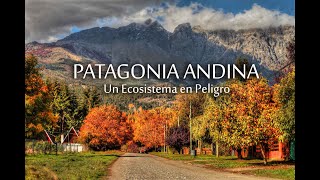 Patagonia Andina  Un Ecosistema en peligro [upl. by Esmaria]