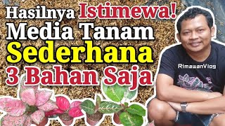 Eps 145 Media Tanam Sederhana 3 Bahan untuk Aglaonema  Rimawan Vlog [upl. by Melentha]