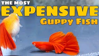 The Most Expensive Guppy Fish 💲😲  Beautiful Guppy Fish in the World [upl. by Karol]