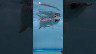 Arowana fish foryou cichlids fyp arowana fish shorts [upl. by Holtorf851]