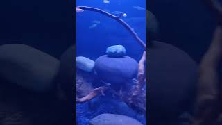 New Zebrafish Community Tank Setup  Aquarium Hobby [upl. by Namilus]