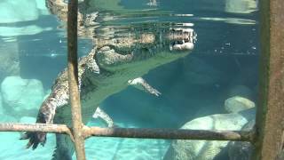 Croc cage dive [upl. by Cybill]