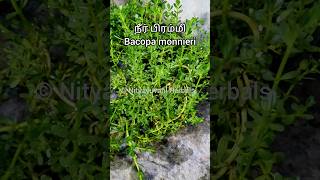 BrahmiBacopa monnieri  நீர் பிரம்மிBacopa monnieri  நீல நீர் பிரம்மி  பிரமிய வழுக்கை bhrami [upl. by Estrin765]