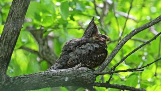 Antrostomus vociferus EASTERN WHIP POOR WILL rocks preens yawn 9087267 [upl. by Dniren]