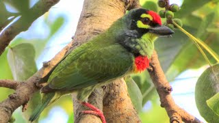 Coppersmith barbet call [upl. by Khichabia]