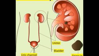 What Is the Difference between Cysteine and Cystine [upl. by Adroj369]