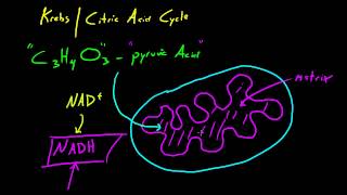 Biology Lecture  35  Preparing for the Krebs Cycle [upl. by Slack]