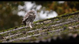 Little Owl  Flying And Running Slow Motion 4K [upl. by Mabel]