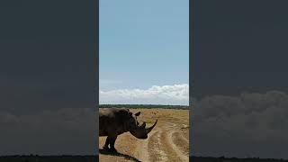 White Rhinos in Solio Camp Nyeri [upl. by Kitti]